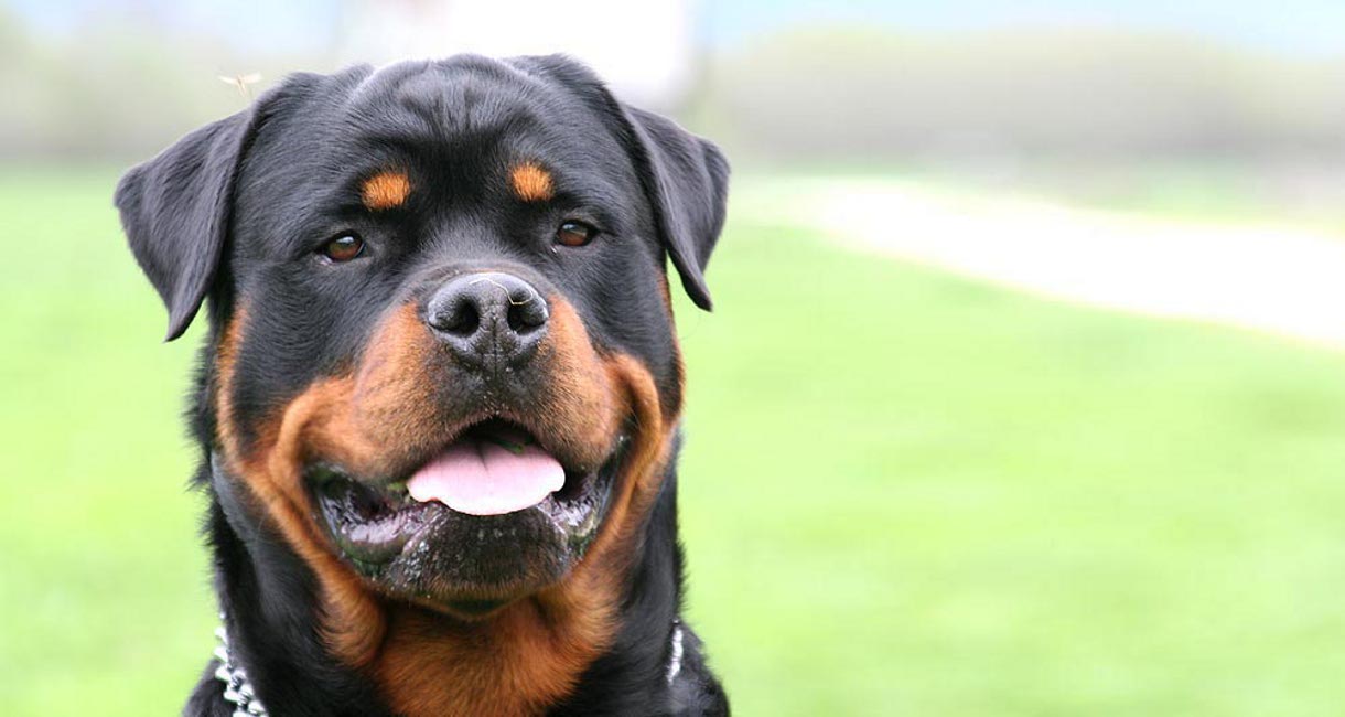 ADDESTRARE CANE ADULTO rottweiler