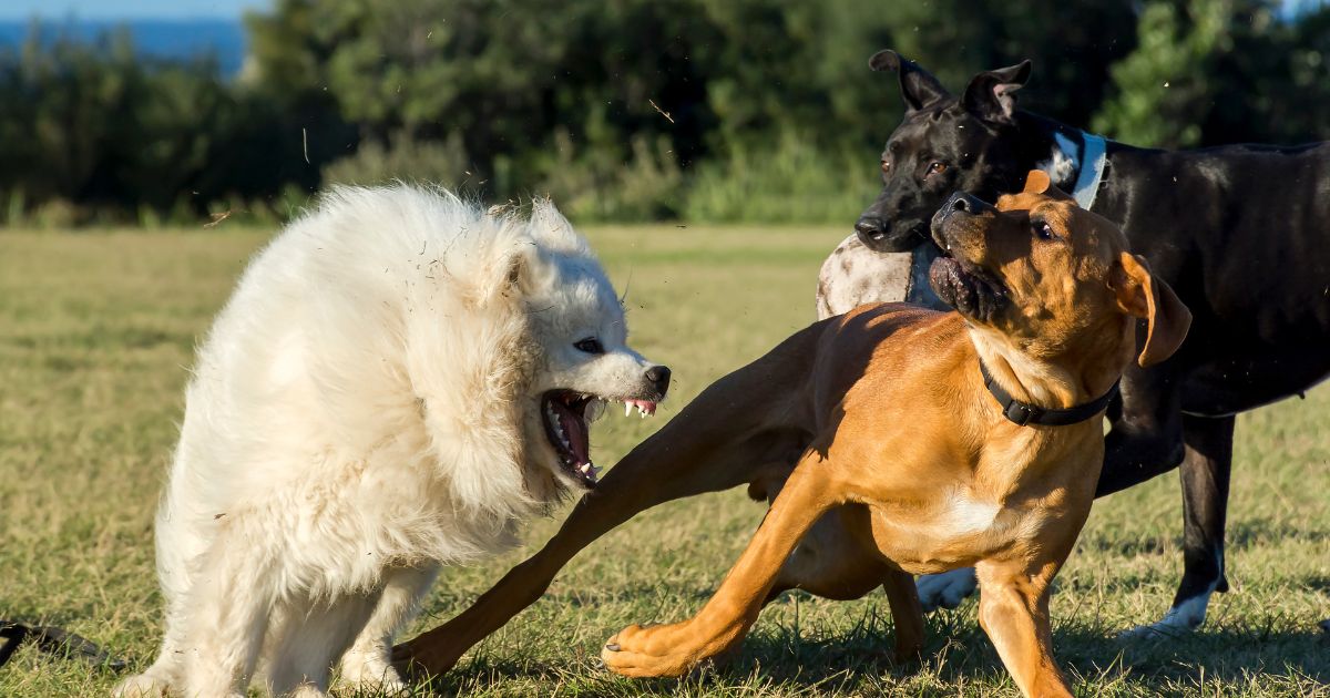 Cane che ringhia ad altri cani