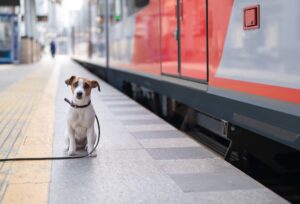 cane in treno